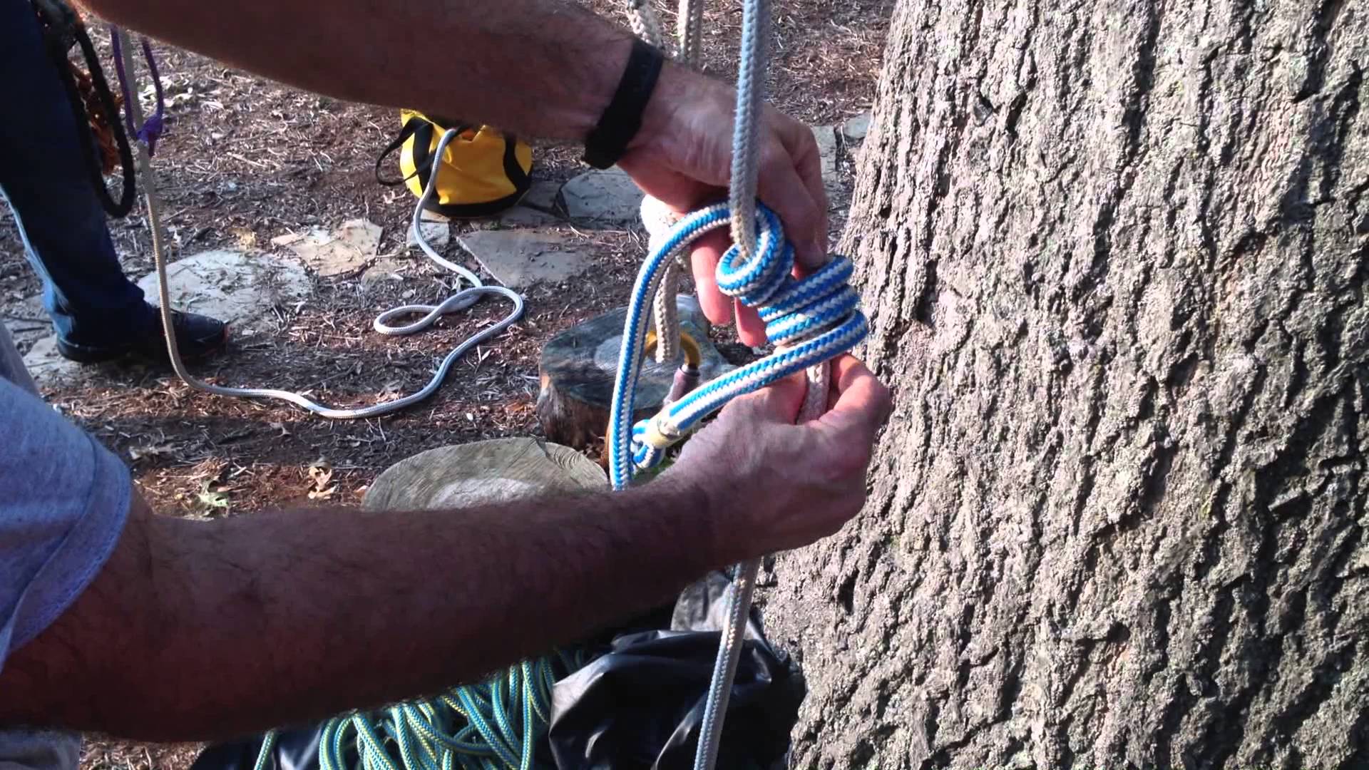 tree surgery knots